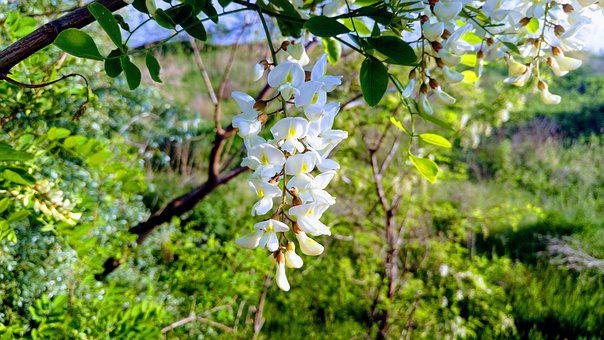 Plant Depicting Joy