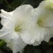 White Gladiolus Flower