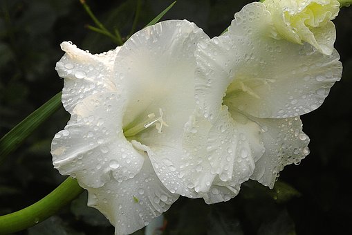 White Gladiolus Flower