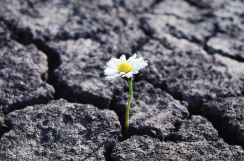 Resilient flower growing between the rocks