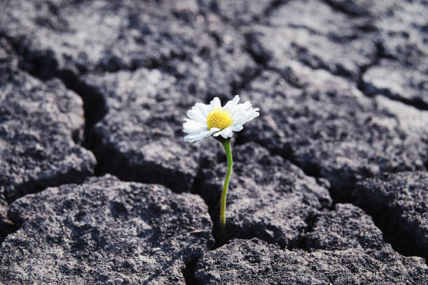 Resilient flower growing between the rocks