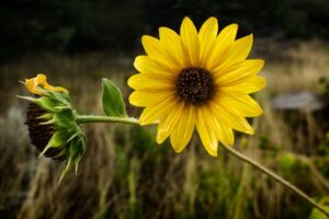 Yellow Flower